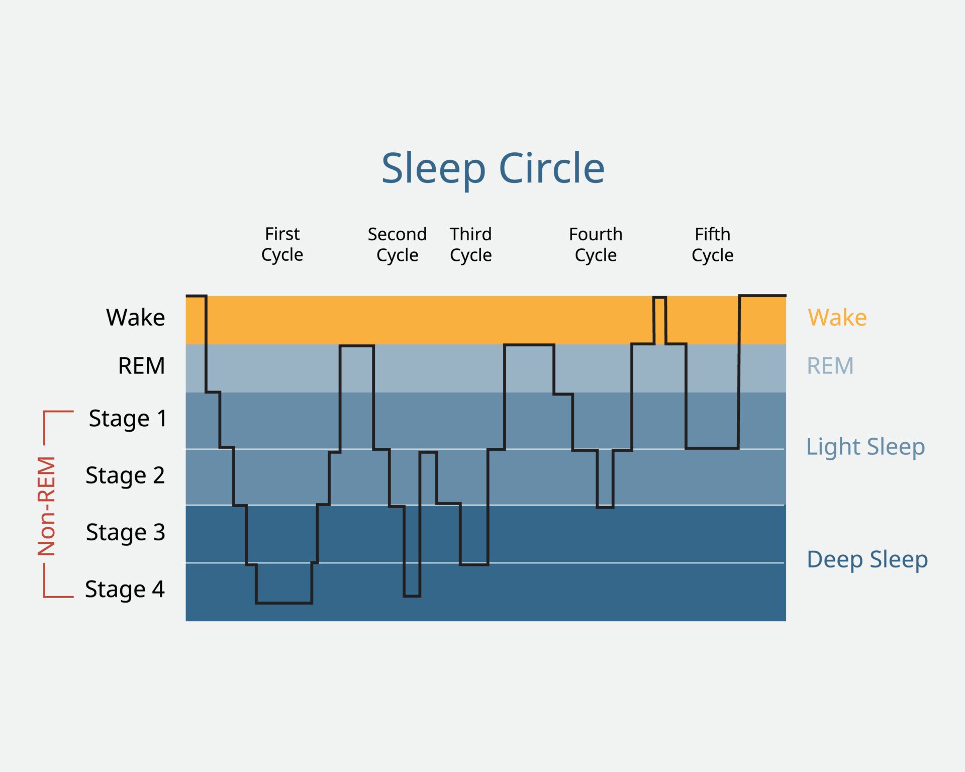 Sleep Cycle Stages